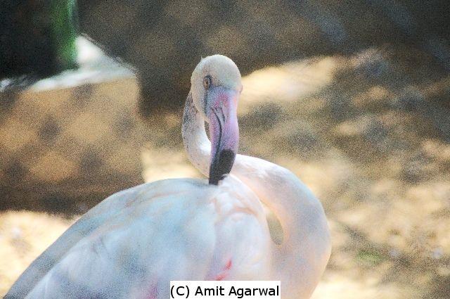 Some pictures/photos from Dubai Zoo